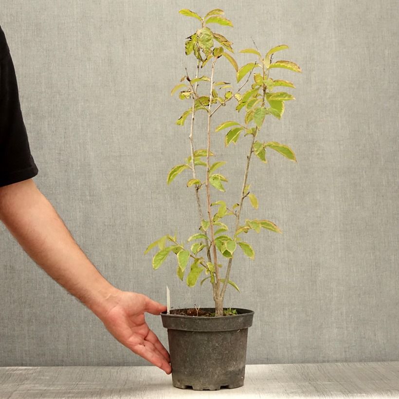 Exemplaar van Lotusboom - Diospyros lotus Pot van 2 l/3 l zoals geleverd in de zomer