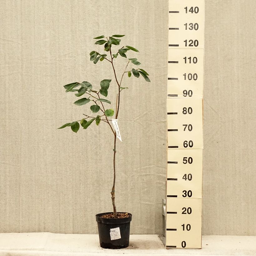 Exemplaar van Kakiboom Nikitas Gift Pot van 4 l/5 l, Half-hoge stam zoals geleverd in de zomer
