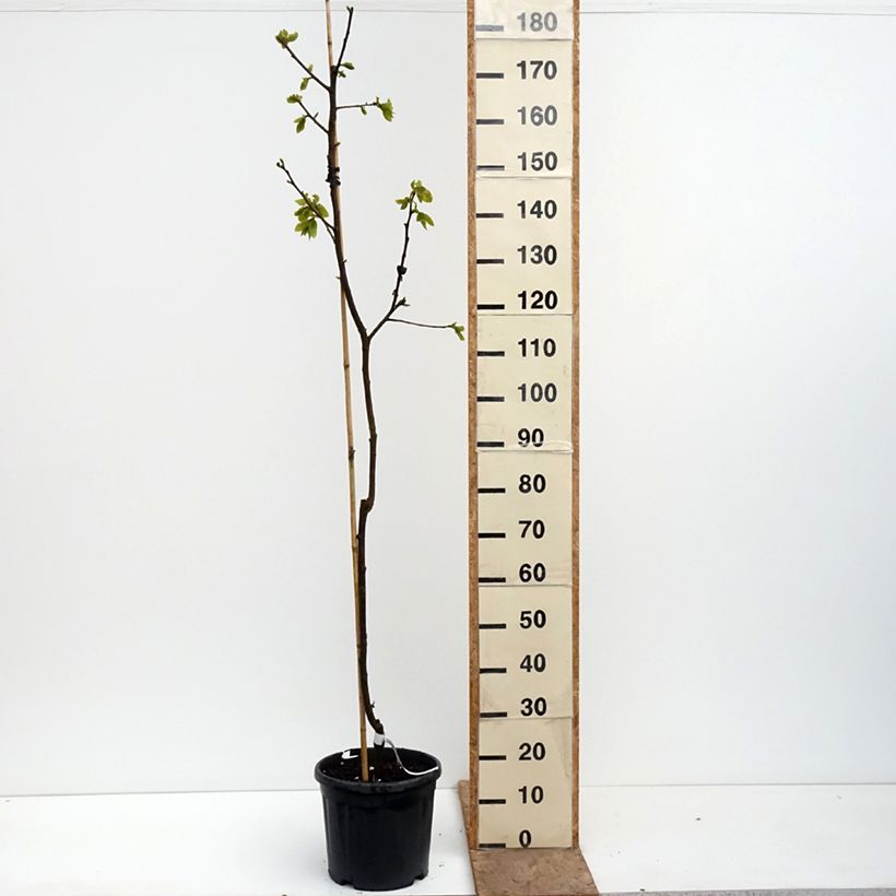 Exemplaar van Kakiboom Nikitas Gift Pot van 4 l/5 l, Half-hoge stam zoals geleverd in de lente