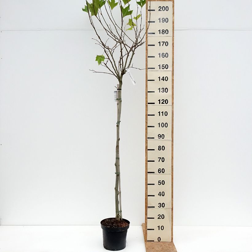 Exemplaar van Platanus acerifolia Alphen's Globe - Gewone plataan Pot van 7,5 l/10 l, Stengel zoals geleverd in de herfst