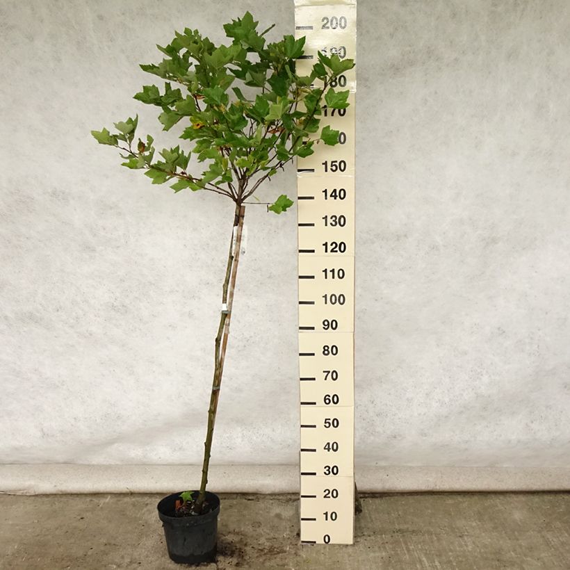 Exemplaar van Platanus acerifolia Alphen's Globe - Gewone plataan Pot van 7,5 l/10 l, Stengel zoals geleverd in de zomer