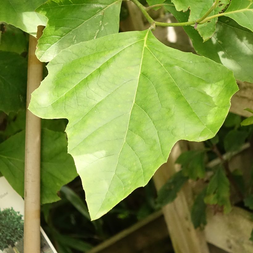 Platanus acerifolia Alphen's Globe - Gewone plataan (Blad)