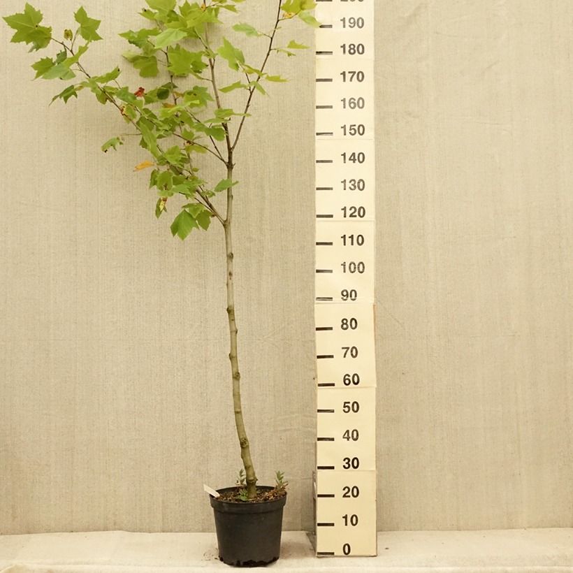 Exemplaar van Platanus acerifolia - Gewone plataan Pot van 7,5 l/10 l zoals geleverd in de zomer