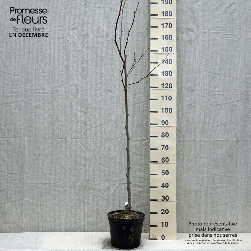 Exemplaar van Platanus acerifolia - Gewone plataan Pot van 7,5 l/10 l zoals geleverd in de herfst