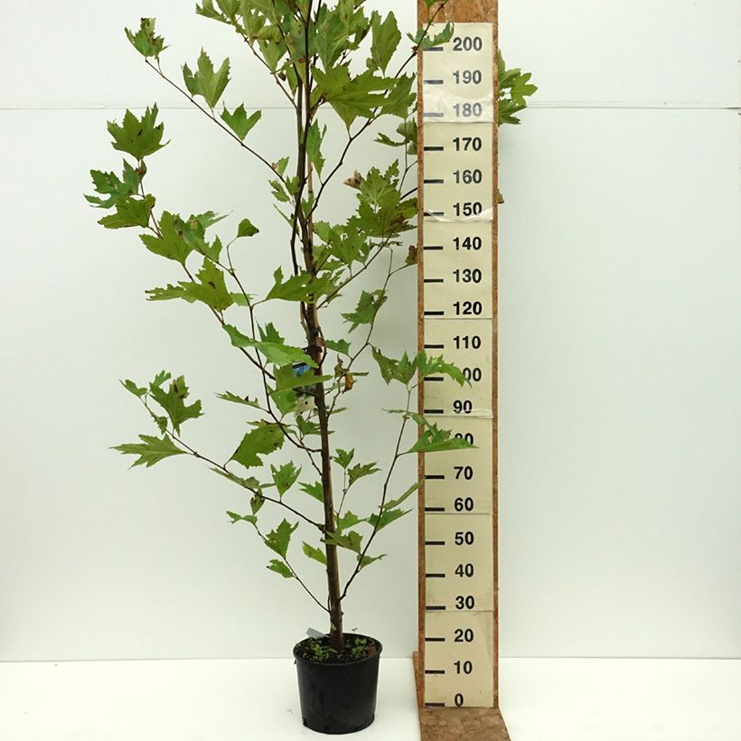 Exemplaar van Platanus orientalis - Oosterse plataan Pot van 7,5 l/10 l zoals geleverd in de zomer