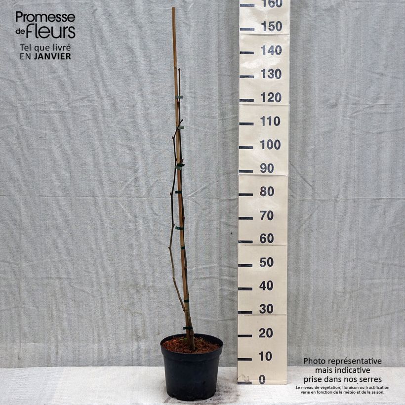 Exemplaar van Platanus x hispanica Suttneri - Platane panaché Pot de 4L/5L zoals geleverd in de winter