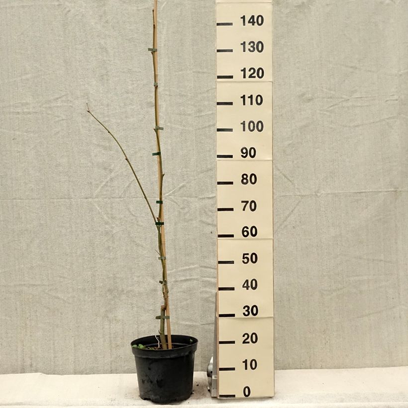 Example of Platanus hispanica Suttneri - Gewone plataan Pot van 4 l/5 l as you get in printemps