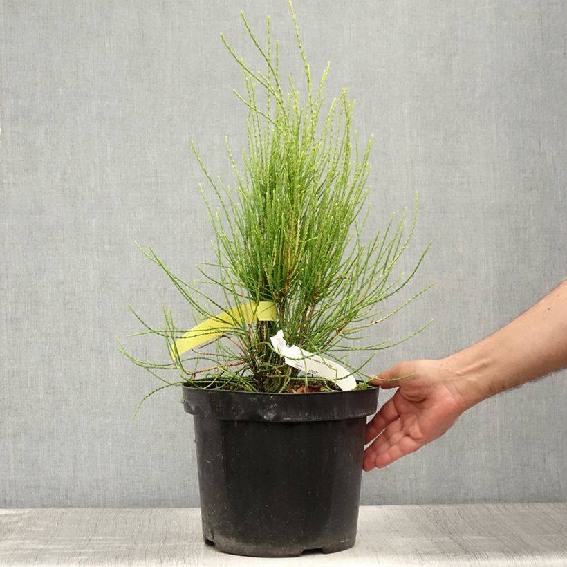 Exemplaar van Platycladus orientalis Franky Boy - Oosterse levensboom Pot van 7,5 l/10 l zoals geleverd in de zomer