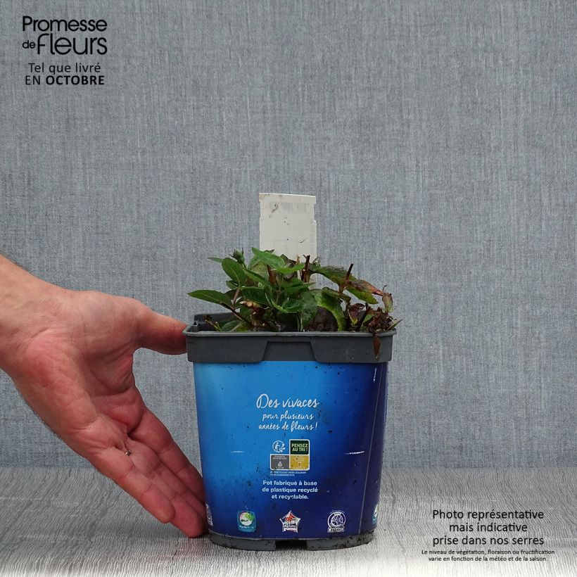 Exemplaar van Platycodon grandiflorus Astra Blue - Ballonklokje Pot van 2 l/3 l zoals geleverd in de herfst