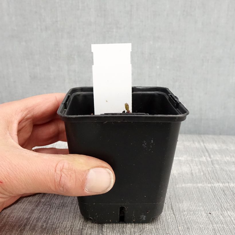 Example of Platycodon grandiflorus Fuji Blue - Ballonklokje Kweekpotje van 8/9 cm as you get in printemps