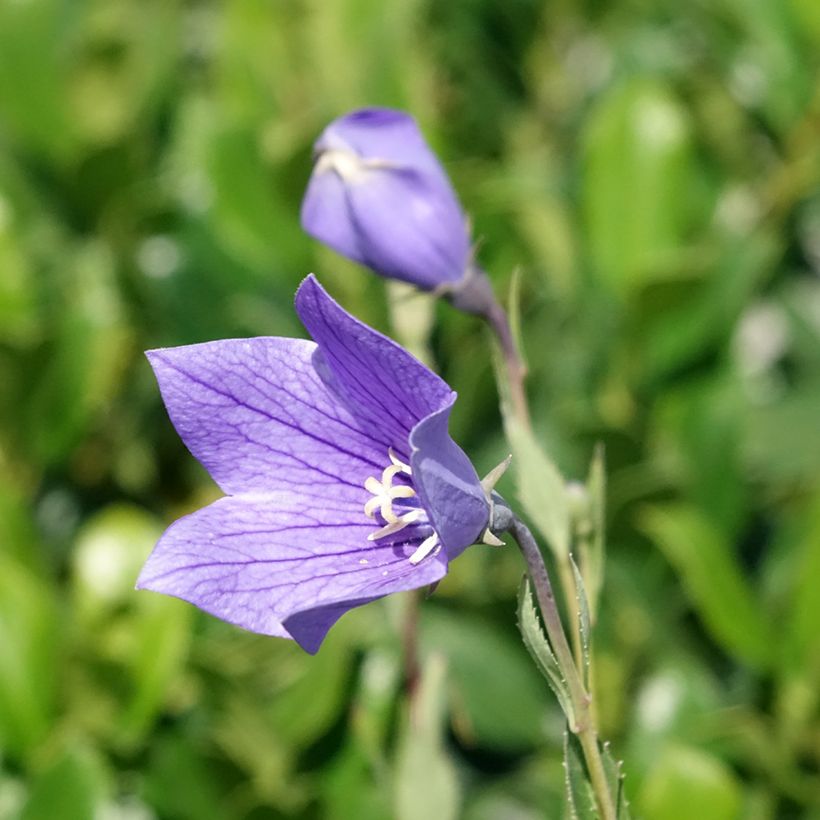 Platycodon grandiflorus Fuji Blue - Ballonklokje (Bloei)
