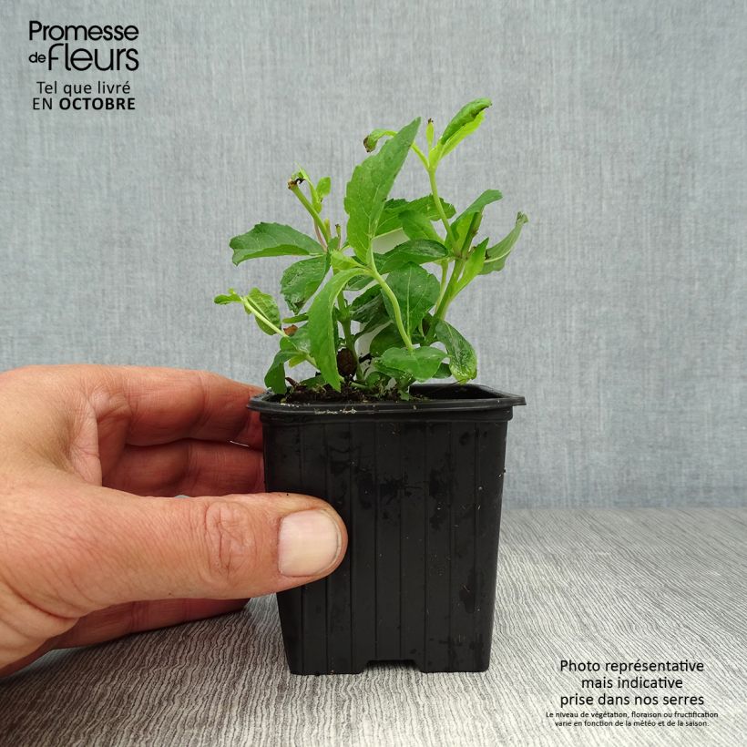 Exemplaar van Platycodon grandiflorus Mariesii - Ballonklokje Kweekpotje van 7/8 cm zoals geleverd in de herfst
