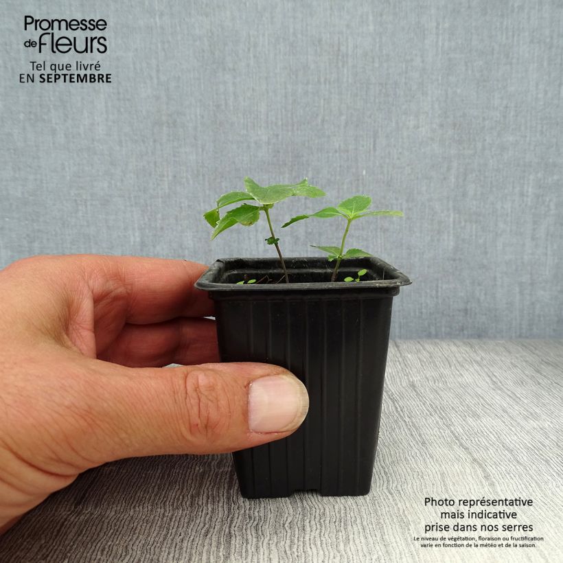 Exemplaar van Platycodon grandiflorus Perlmutterschale - Ballonklokje Kweekpotje van 7/8 cm zoals geleverd in de herfst