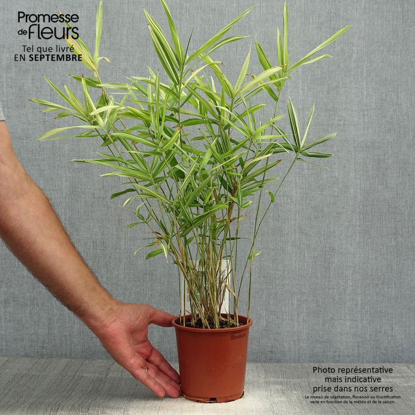 Exemplaar van Pleioblastus fortunei Variegatus - Dwergbamboe Pot van 1 l/1,5 l zoals geleverd in de herfst
