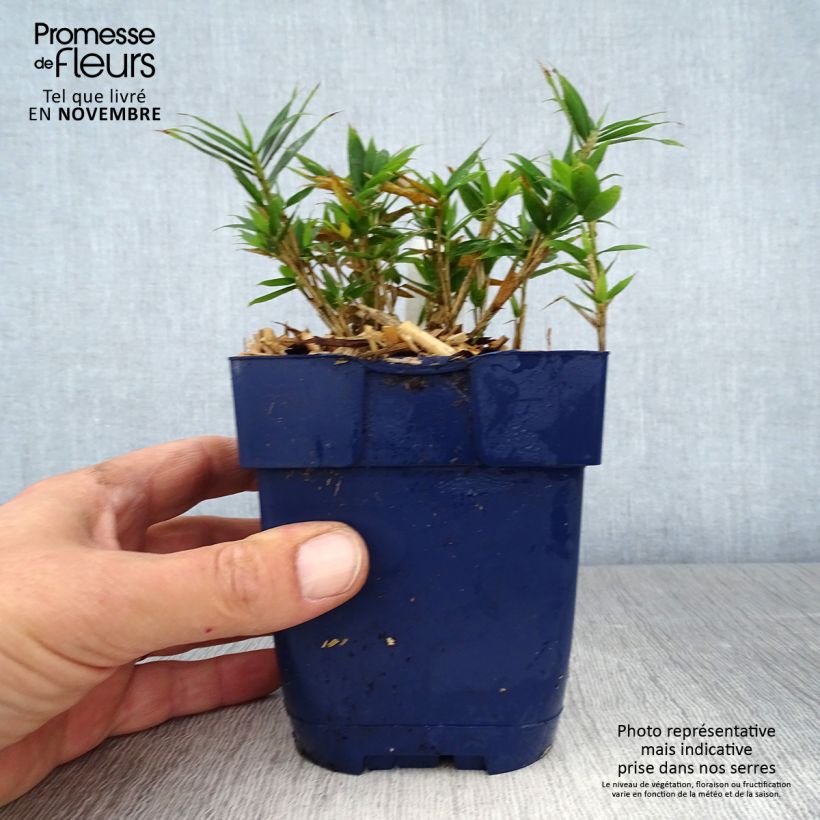 Exemplaar van Pleioblastus pygmaeus Distichus - Dwergbamboe Pot van 1 l/1,5 l zoals geleverd in de herfst