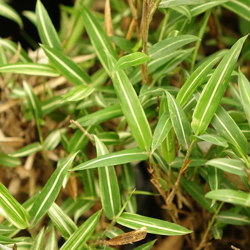 Pleioblastus shibuyanus Tsuboï - Dwergbamboe bont (Blad)