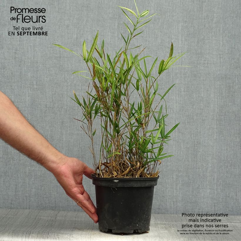 Exemplaar van Pleioblastus shibuyanus Tsuboï - Dwergbamboe bont Pot van 1,5 l/2 l zoals geleverd in de herfst
