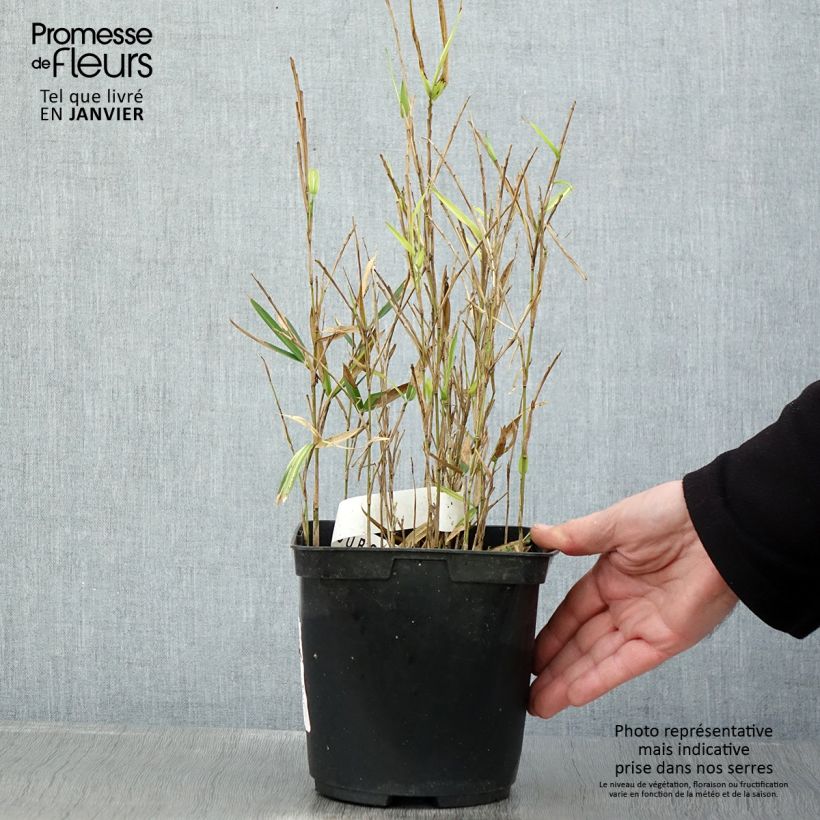 Exemplaar van Pleioblastus shibuyanus Tsuboï - Bambou nain panaché Pot de 1,5L/2L zoals geleverd in de winter