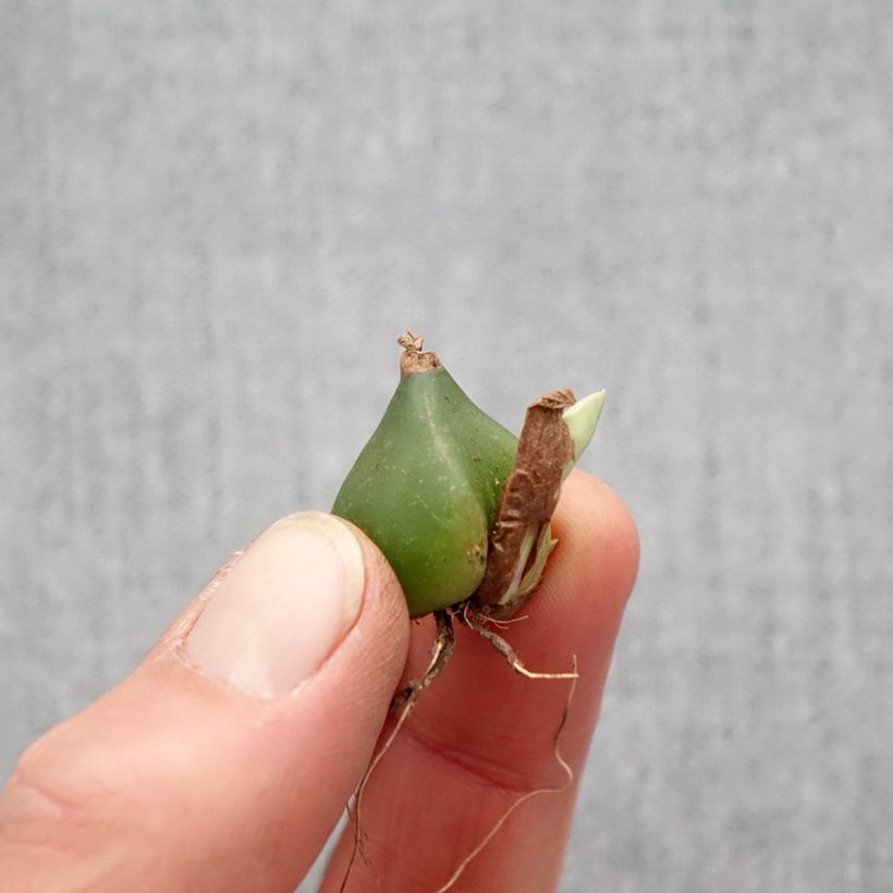 Exemplaar van Pleione formosana bol - Aardorchidee Bol kaliber I zoals geleverd in de lente