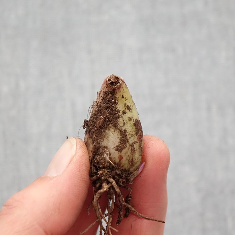 Exemplaar van Pleione forrestii - Aardorchidee Bol kaliber I zoals geleverd in de lente