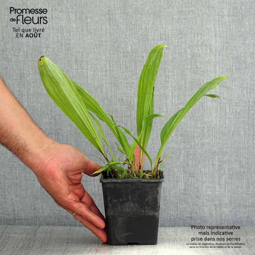 Exemplaar van Pleione Glacier Peak - Aardorchidee Pot van 1 l/1,5 l zoals geleverd in de zomer