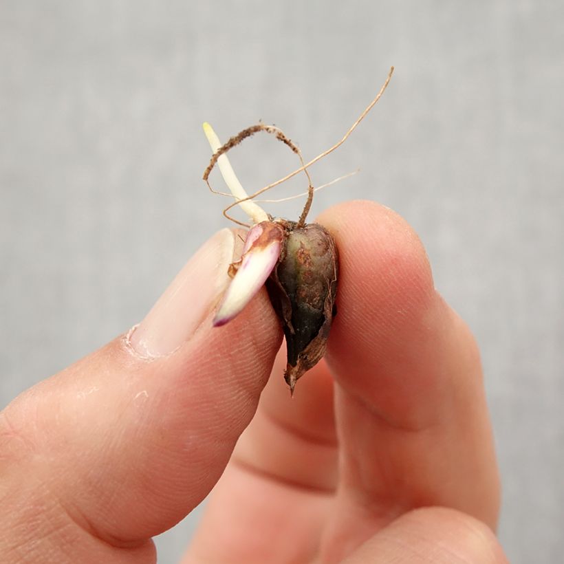 Exemplaar van Pleione Tongariro Bol kaliber I zoals geleverd in de lente