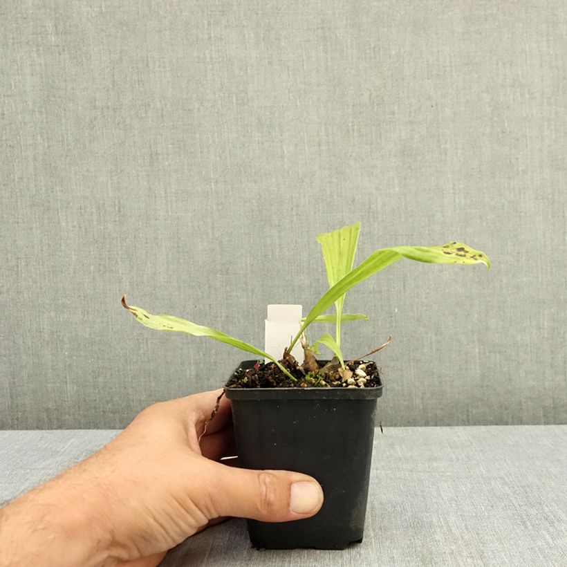 Exemplaar van Pleione Tongariro - Aardorchidee Kweekpotje van 8/9 cm zoals geleverd in de zomer