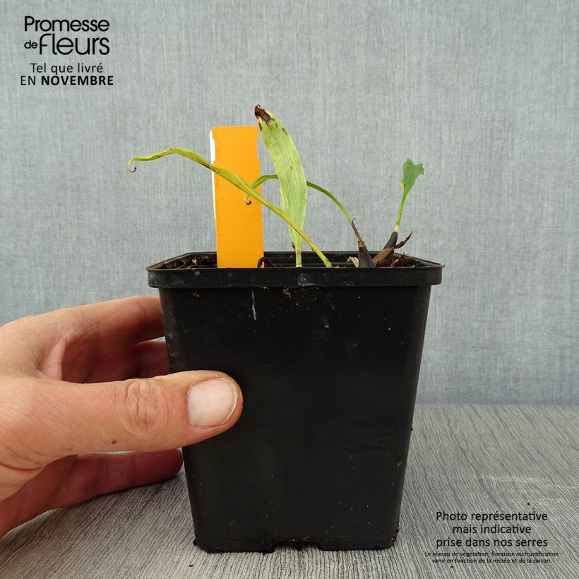 Exemplaar van Pleione Tongariro - Orchidée terrestre Pot de 1L/1,5L zoals geleverd in de herfst
