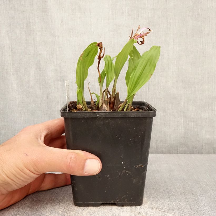 Exemplaar van Pleione Tongariro Pot van 10 cm/11 cm kaliber I zoals geleverd in de lente