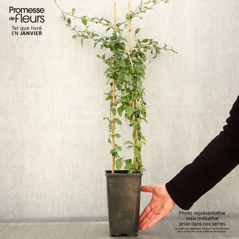 Exemplaar van Plumbago auriculata Dark Blue - Mannentrouw Pot van 2 l/3 l zoals geleverd in de winter