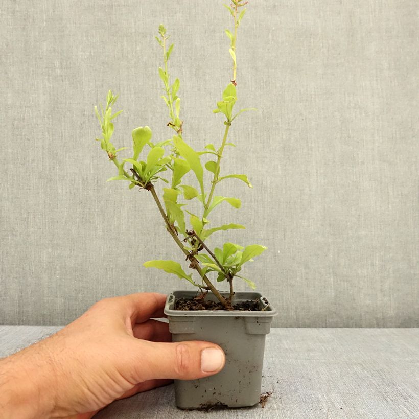 Exemplaar van Plumbago auriculata Dark Blue - Mannentrouw Kweekpotje van 8/9 cm zoals geleverd in de zomer