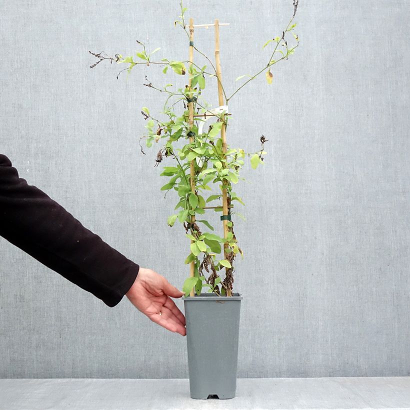 Exemplaar van Plumbago auriculata - Mannentrouw Pot van 2 l/3 l zoals geleverd in de herfst