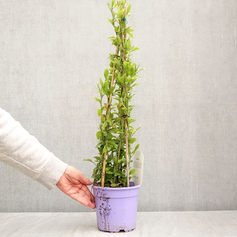 Exemplaar van Plumbago auriculata - Mannentrouw Pot van 2 l/3 l zoals geleverd in de lente