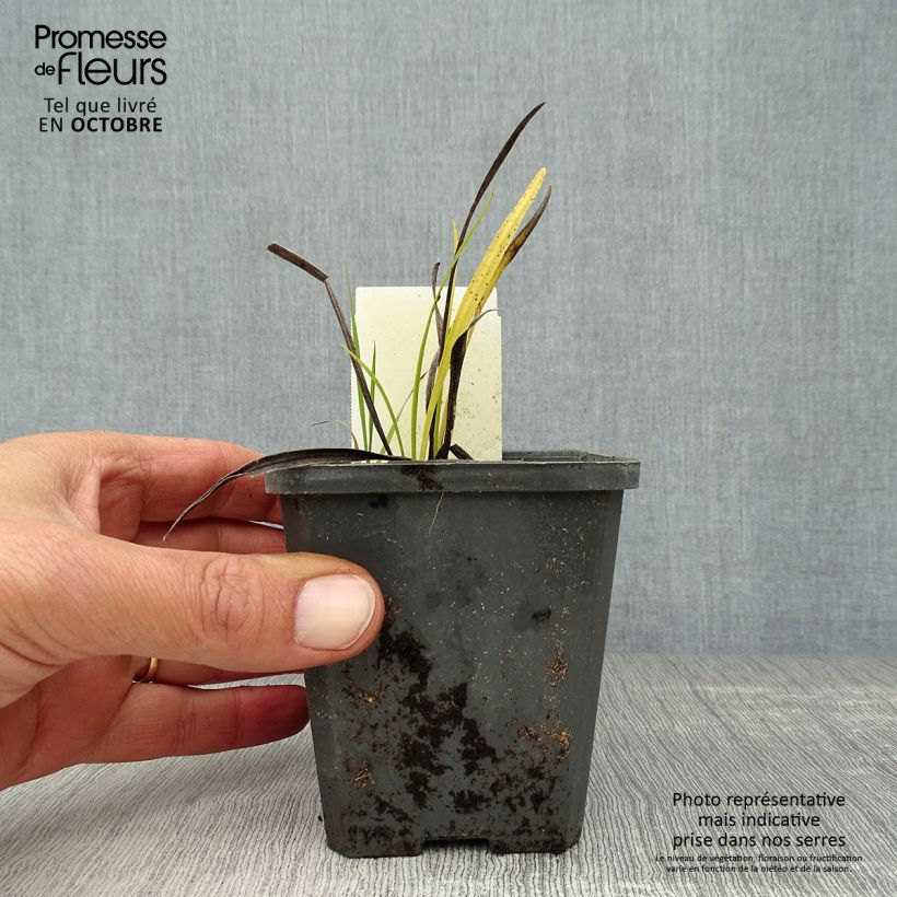 Exemplaar van Liatris spicata Alba - Knopige slangenwortel Kweekpotje van 8/9 cm zoals geleverd in de herfst