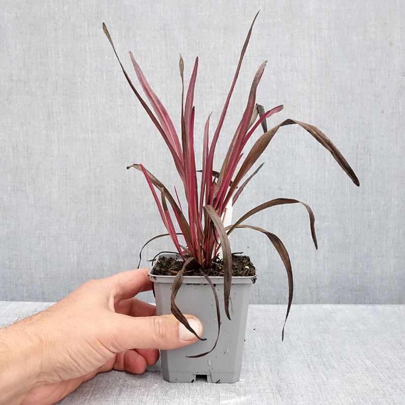Exemplaar van Liatris spicata Kobold - Knopige slangenwortel Kweekpotje van 8/9 cm zoals geleverd in de herfst