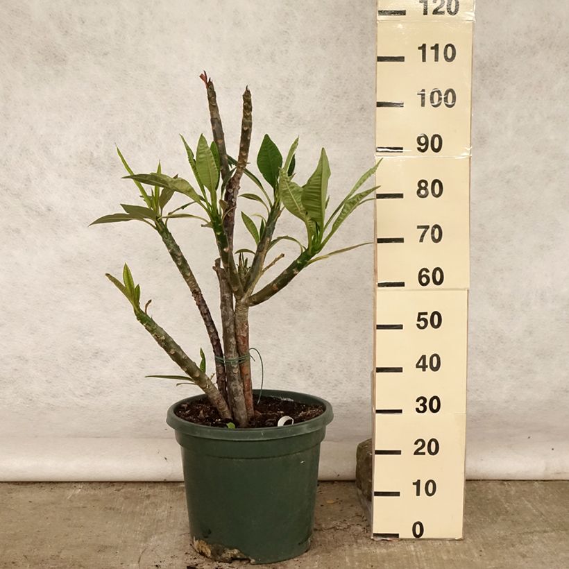 Exemplaar van Plumeria rubra - Frangipanier Pot van 6 l/7 l zoals geleverd in de zomer
