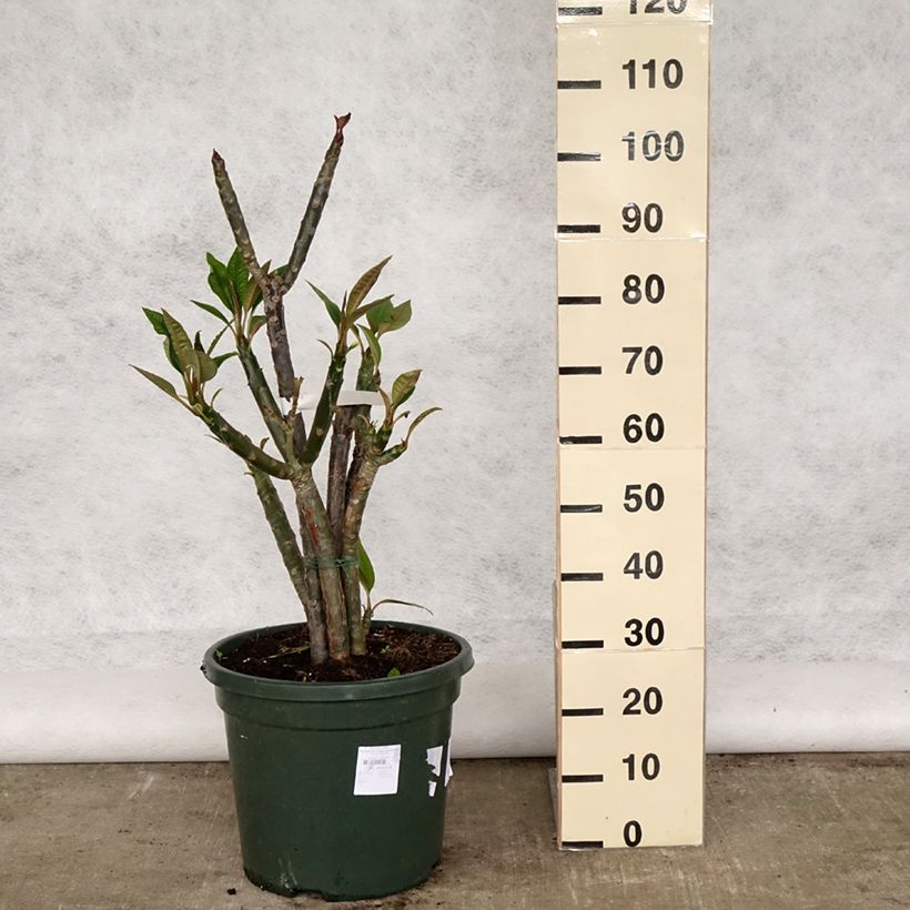 Exemplaar van Plumeria rubra - Frangipanier Pot van 6 l/7 l zoals geleverd in de lente