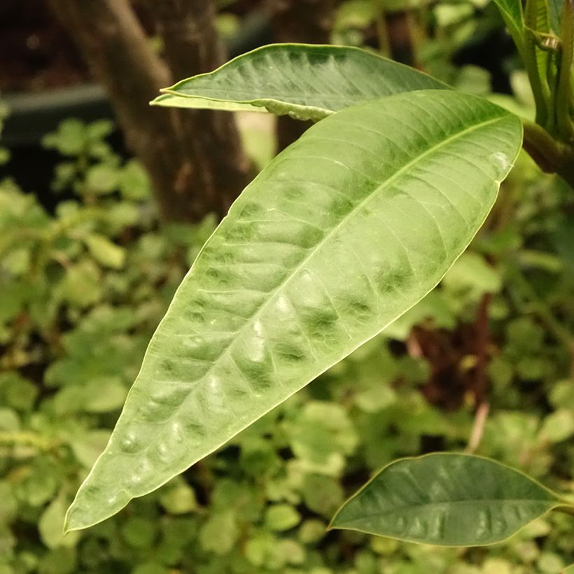 Plumeria rubra - Frangipanier (Blad)