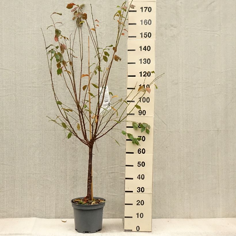 Exemplaar van Pluot - Prunus salicina × armeniaca Flavor Candy Pot van 7,5 l/10 l, Kelkvormig zoals geleverd in de herfst