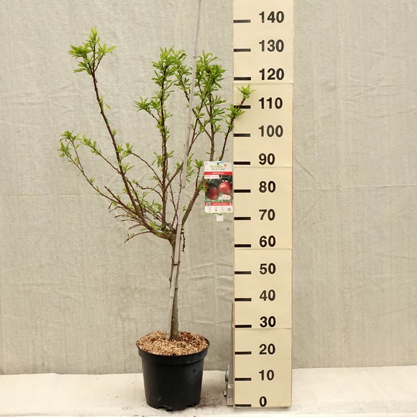 Exemplaar van Pluot - Prunus salicina × armeniaca Flavor Candy Pot van 7,5 l/10 l, Kelkvormig zoals geleverd in de lente