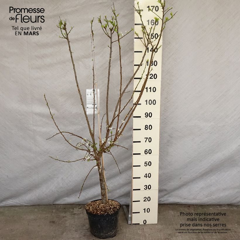 Exemplaar van Pluot - Prunus salicina × armeniaca Flavor Supreme Pot van 7,5 l/10 l, Kelkvormig zoals geleverd in de lente