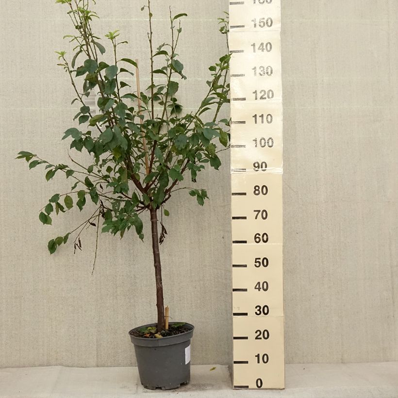 Exemplaar van Pluot - Prunus salicina × armeniaca Pink Candy Pot van 7,5 l/10 l, Kelkvormig zoals geleverd in de herfst