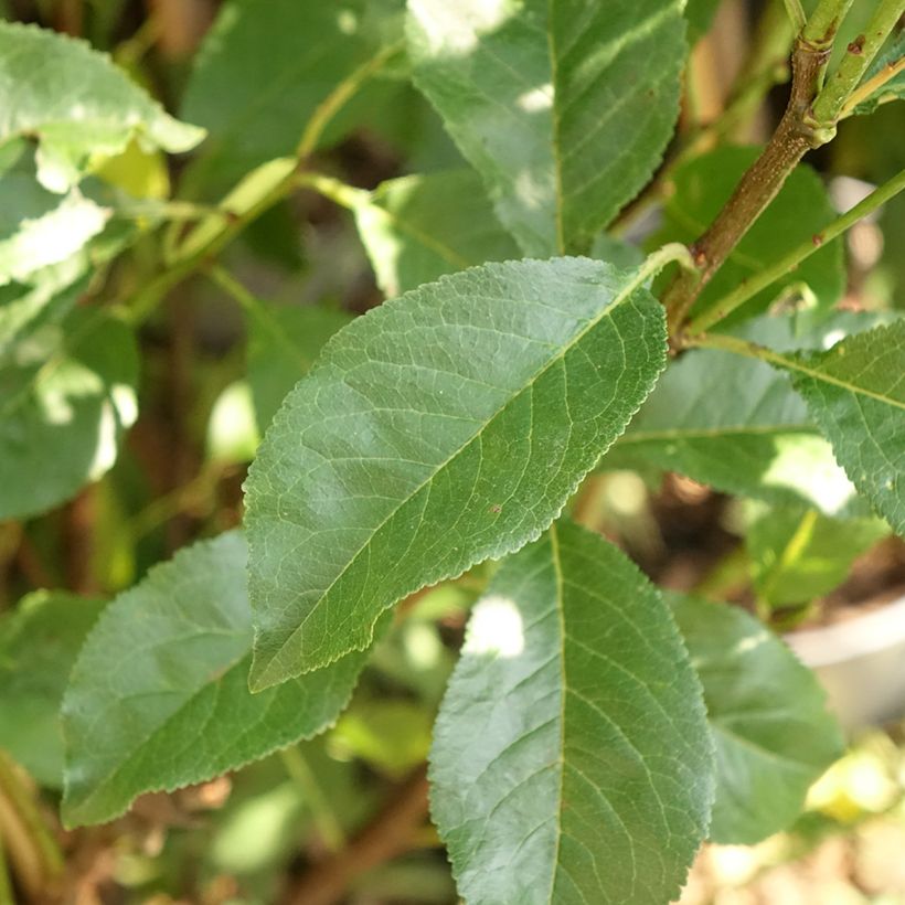 Pluot - Prunus salicina × armeniaca Pink Candy (Blad)