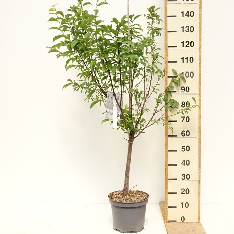 Exemplaar van Pluot - Prunus salicina × armeniaca Pink Candy Pot van 7,5 l/10 l, Kelkvormig zoals geleverd in de lente