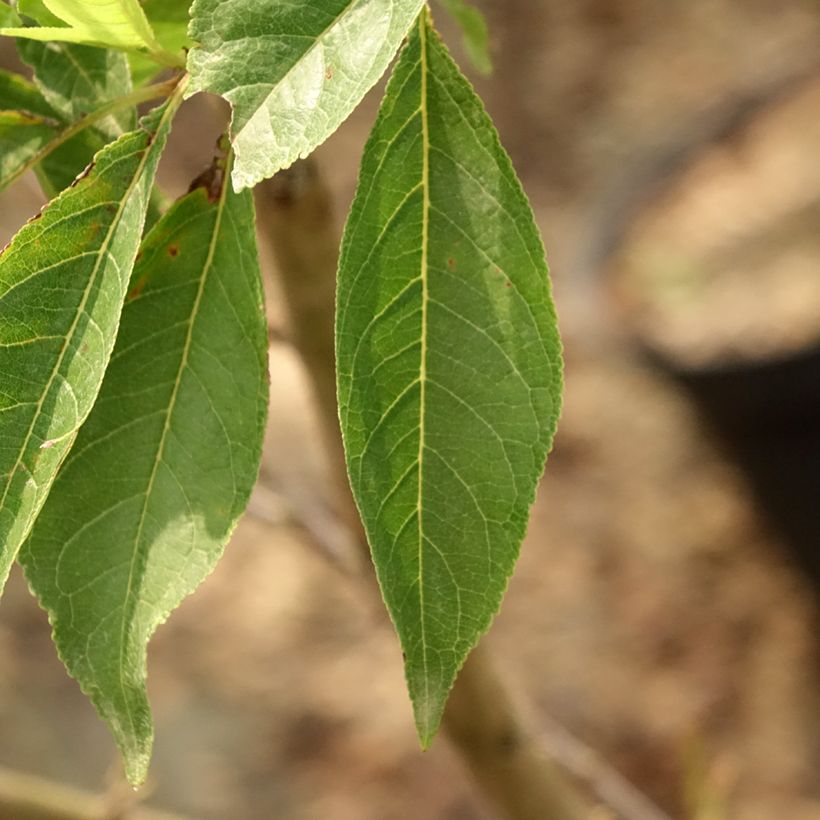 Pluot - Prunus salicina Purple Candy (Blad)