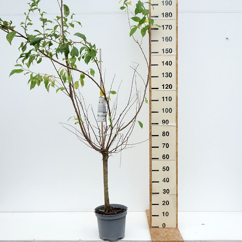 Exemplaar van Pluot - Prunus salicina Purple Candy Pot van 7,5 l/10 l, Kelkvormig zoals geleverd in de zomer