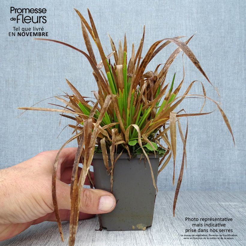 Exemplaar van Poa chaixii - Bergbeemdgras Kweekpotje van 8/9 cm zoals geleverd in de herfst