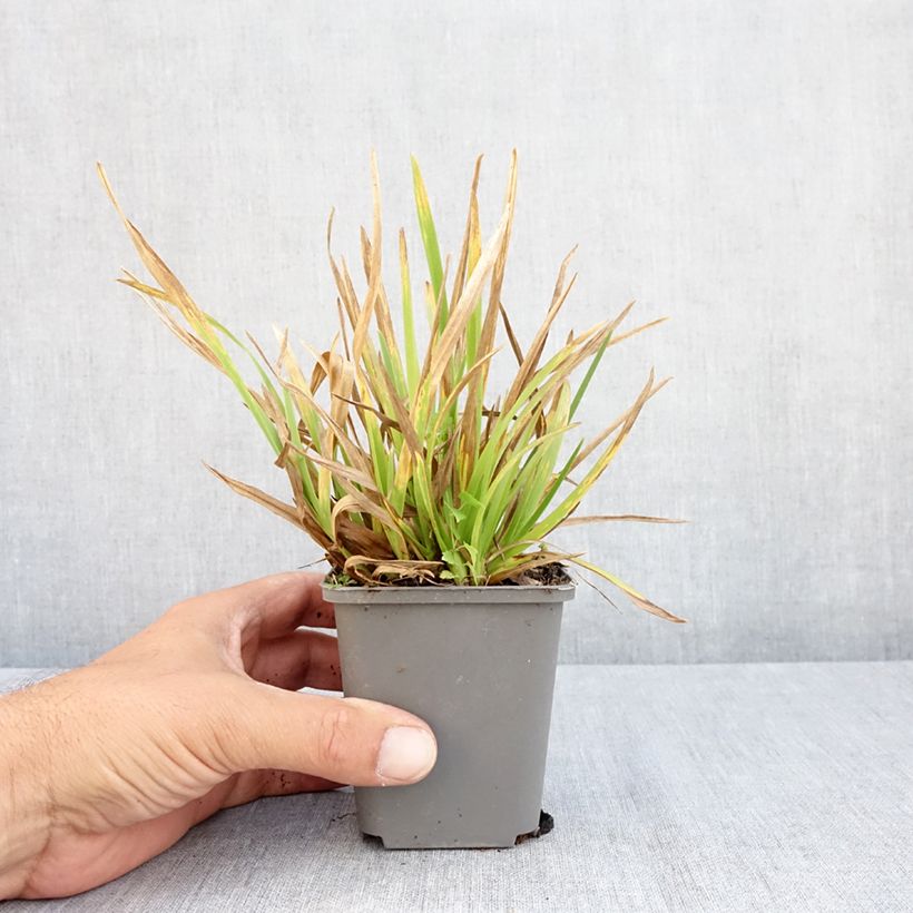 Exemplaar van Poa chaixii - Bergbeemdgras Kweekpotje van 8/9 cm zoals geleverd in de zomer