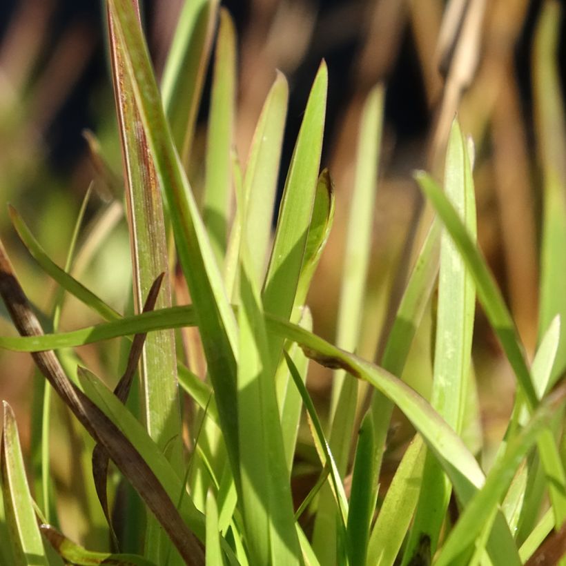 Poa chaixii - Bergbeemdgras (Blad)