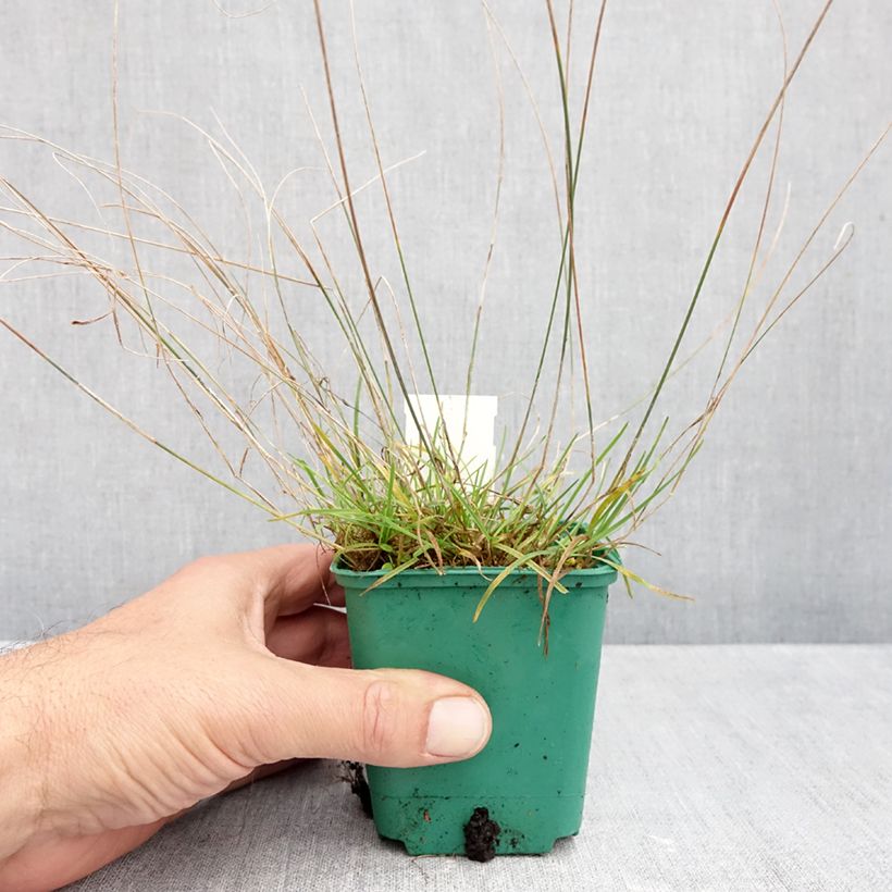 Exemplaar van Poa glauca Blue Hills - Blauwzwenkgras Kweekpotje van 8/9 cm zoals geleverd in de herfst